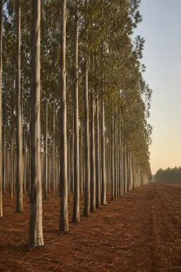 Forestal